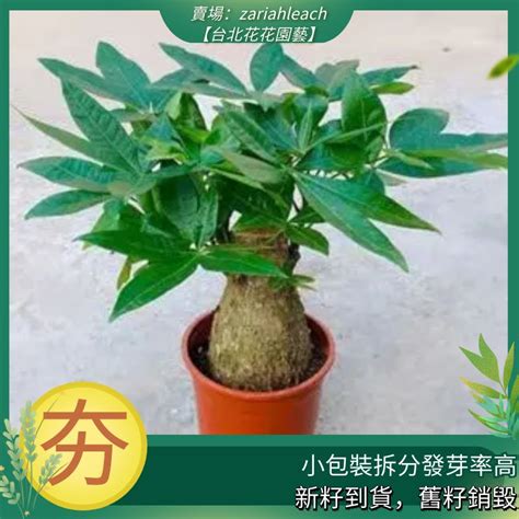 招財樹|發財樹種植｜什麼是發財樹？10 個發財樹種植技巧+新 